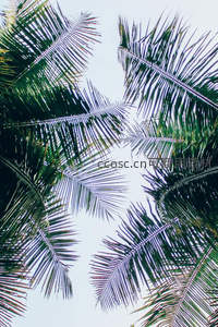 仰望棕榈叶隙，阳光穿透的绿意盎然