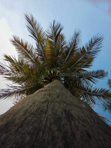 仰视椰树之巅，粗壮树干直指苍穹