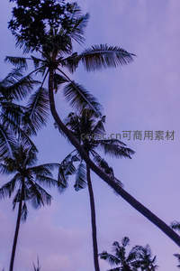 暮色椰林仰望苍穹