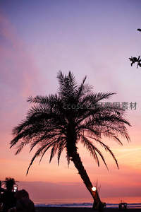 夕阳椰影醉人心扉