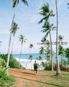 漫步椰林小径远眺蔚蓝大海