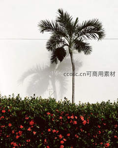 白墙前的棕榈树与红花绿篱