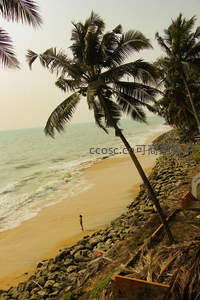 椰林沙滩边的孤独漫步者