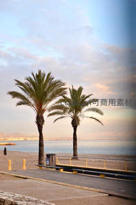 海滨步道旁的双棕榈树景