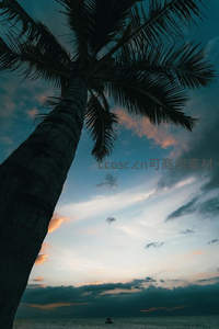 仰望椰树下的暮色海天
