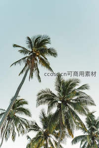 蓝天下的椰林剪影