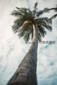 仰望苍穹的棕榈树