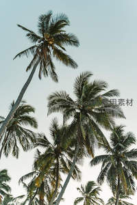 热带风情椰林景