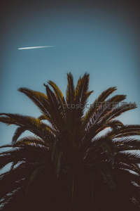 飞机划过深蓝天空与棕榈树顶