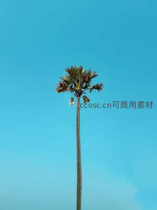 晴空一树棕榈，挺拔如画