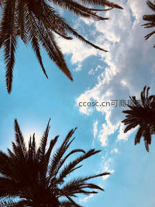 棕榈树冠勾勒出的蓝天白云画卷