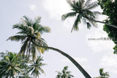 仰望蓝天下的椰林，绿意盎然