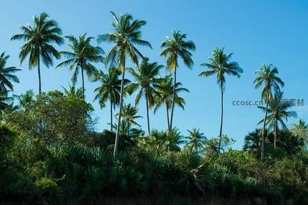 蔚蓝天空下，椰林成排如画