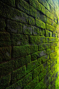 青苔覆盖的砖墙，岁月静好