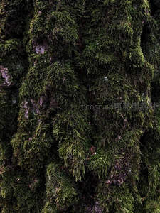 树皮上的苔藓特写，展现生命的细腻纹理