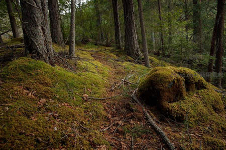 苔藓覆盖的森林小径，通往幽深秘境