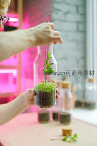 手工玻璃瓶微景观，苔藓绿植创意DIY