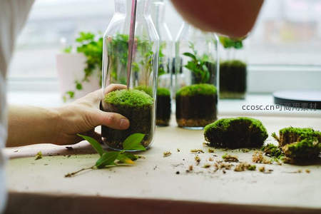 窗边布置苔藓生态瓶，阳光洒落绿意盎然