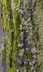 树皮上的苔藓与地衣共生，纹理细腻斑驳