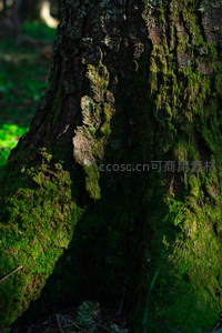 阳光穿透林间，照亮苔藓覆盖的粗壮树干