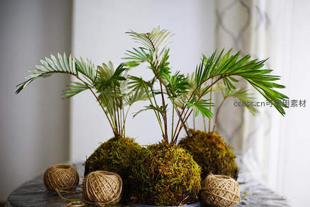室内苔藓盆栽搭配麻绳装饰，清新自然风