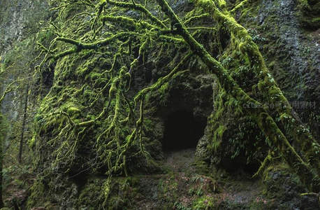 苔藓缠绕的神秘洞穴入口