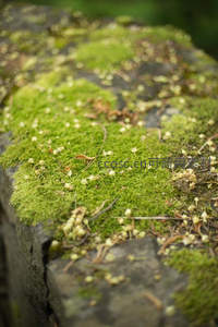 石缝间绽放的苔藓与小花