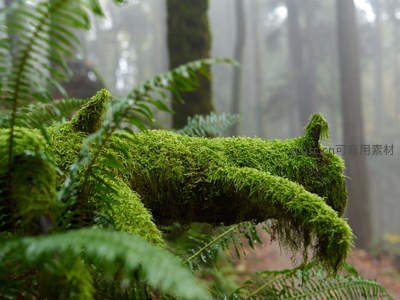 雾中森林里青苔覆盖的树干
