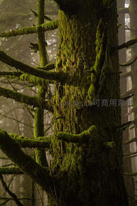 雾中古树，青苔覆身显生机