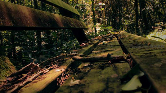 森林中废弃木桥的苔藓与光影