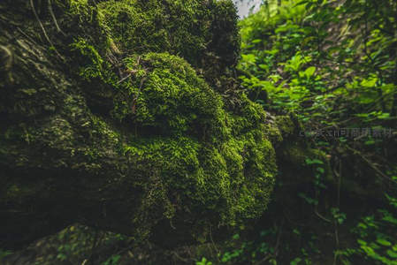 树干上茂盛的绿色苔藓特写