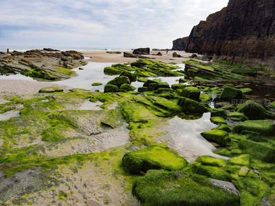 潮间带绿藻覆盖的岩石滩涂