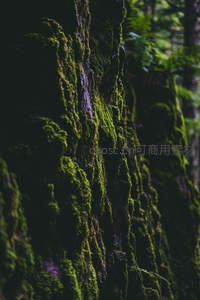 树干青苔特写，自然纹理细腻生动