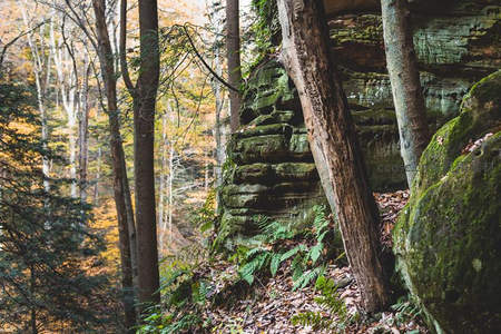 秋日森林岩壁，苔藓与落叶交织