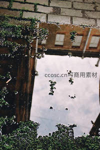 水洼倒影老墙，绿植点缀城市角落
