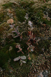 苔藓间顽强生长的多肉植物