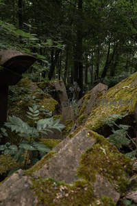 森林深处的青苔墓碑群