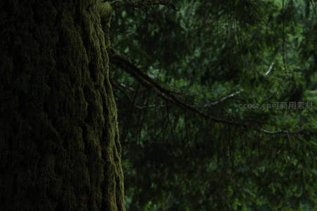 幽暗森林中的青苔树干