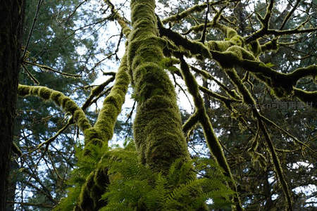 苔藓覆盖的森林巨树仰视图