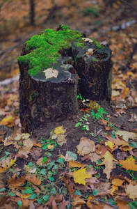 树桩上青苔与落叶交织成画