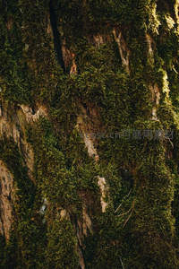 树皮缝隙中苔藓蓬勃生长