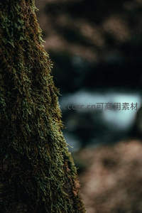 树干苔藓特写与远处溪流朦胧景致