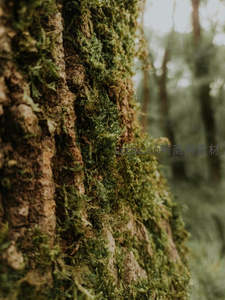 树皮缝隙间青苔蓬勃生长的细节