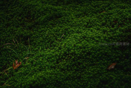 深绿苔藓地毯的细腻纹理