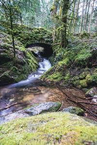 苔藓覆盖的森林溪流与石桥