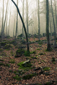 迷雾森林中扭曲树干与苔石交织的秘境