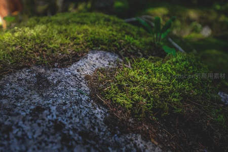 湿润苔藓在岩石缝隙中生长