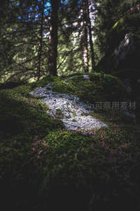 林间光影下的苔藓与石块
