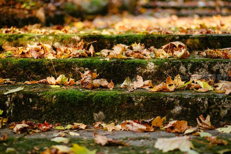 秋日石阶上落叶与青苔交织的静美