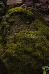 微距镜头下岩石表面青苔的细腻世界
